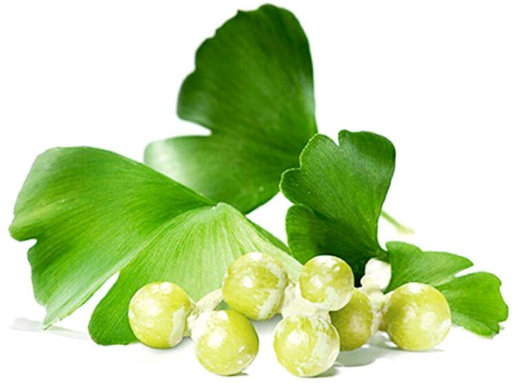 Feabhsaíonn duilleoga Ginkgo biloba scaipeadh fola i bhfíocháin an bod